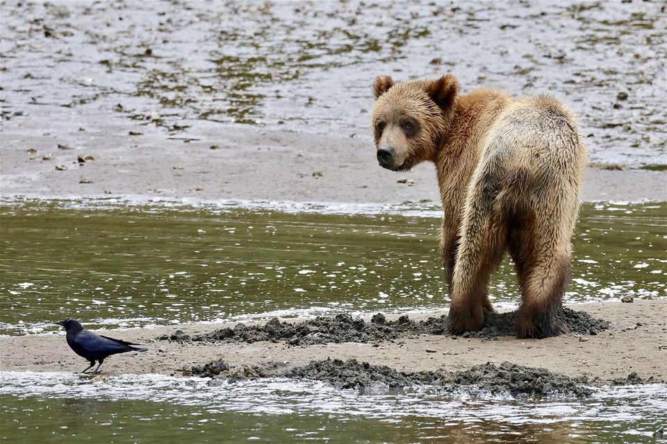 Grizzly Bear Viewing in Khutzeymateen